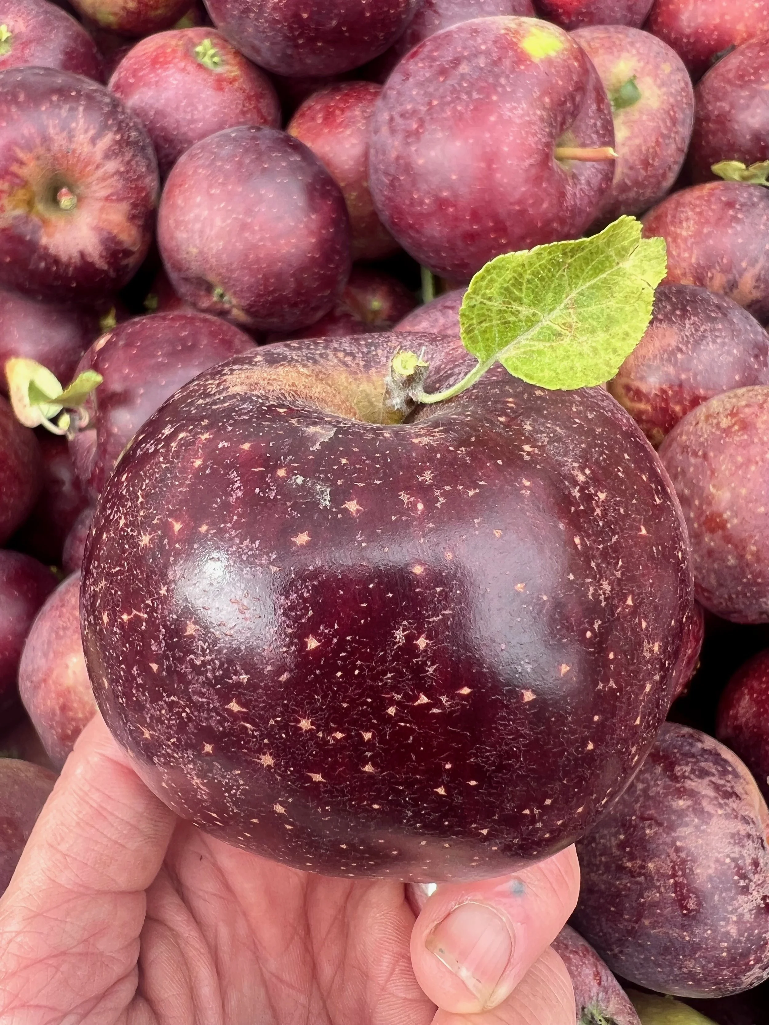 Black Oxford — Scott Farm Orchard